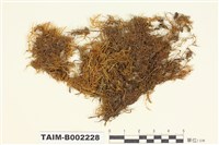 藏品(錦苔科)的圖片